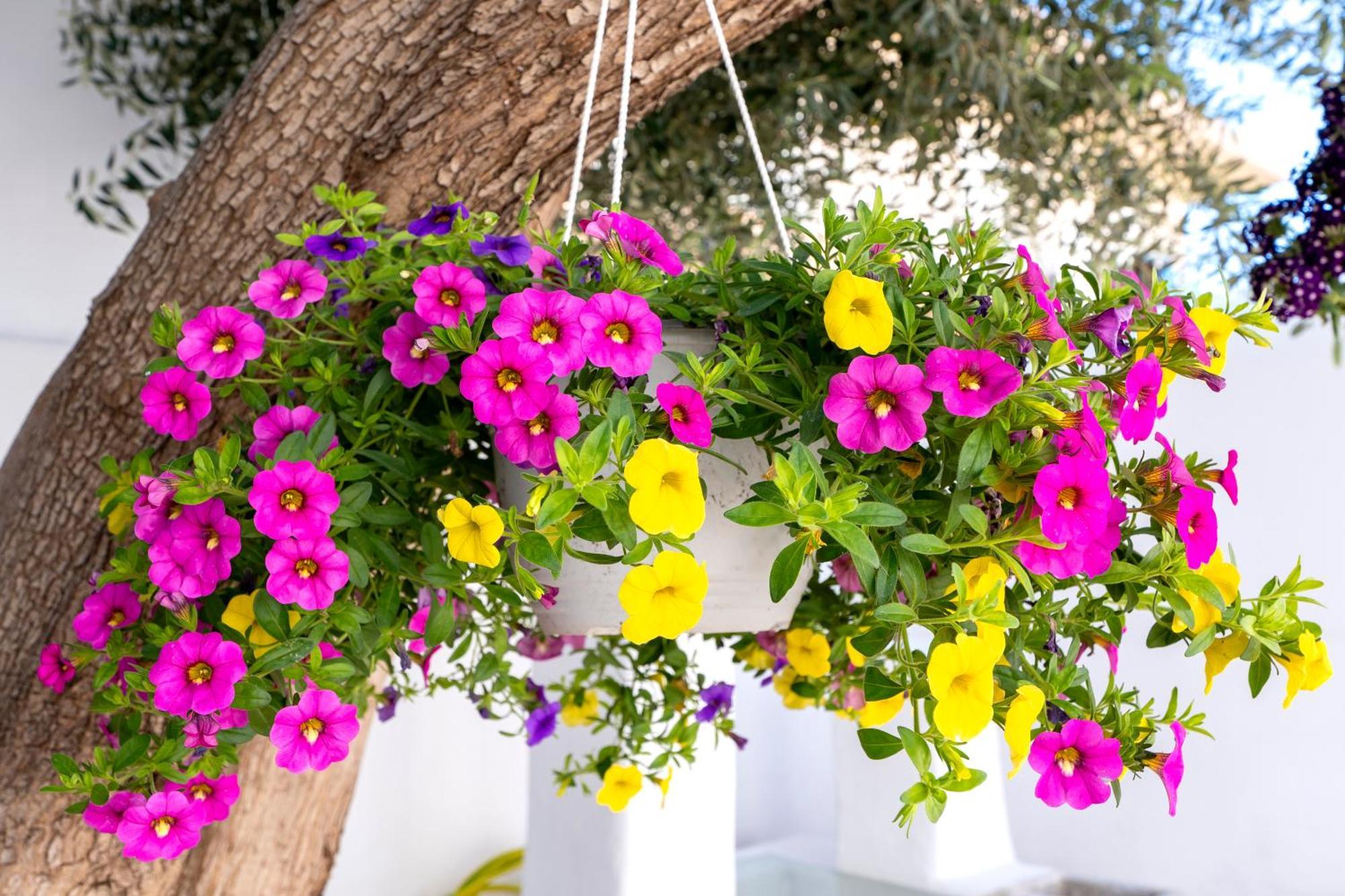 Villa Del Capo Suites Rhodes City 外观 照片