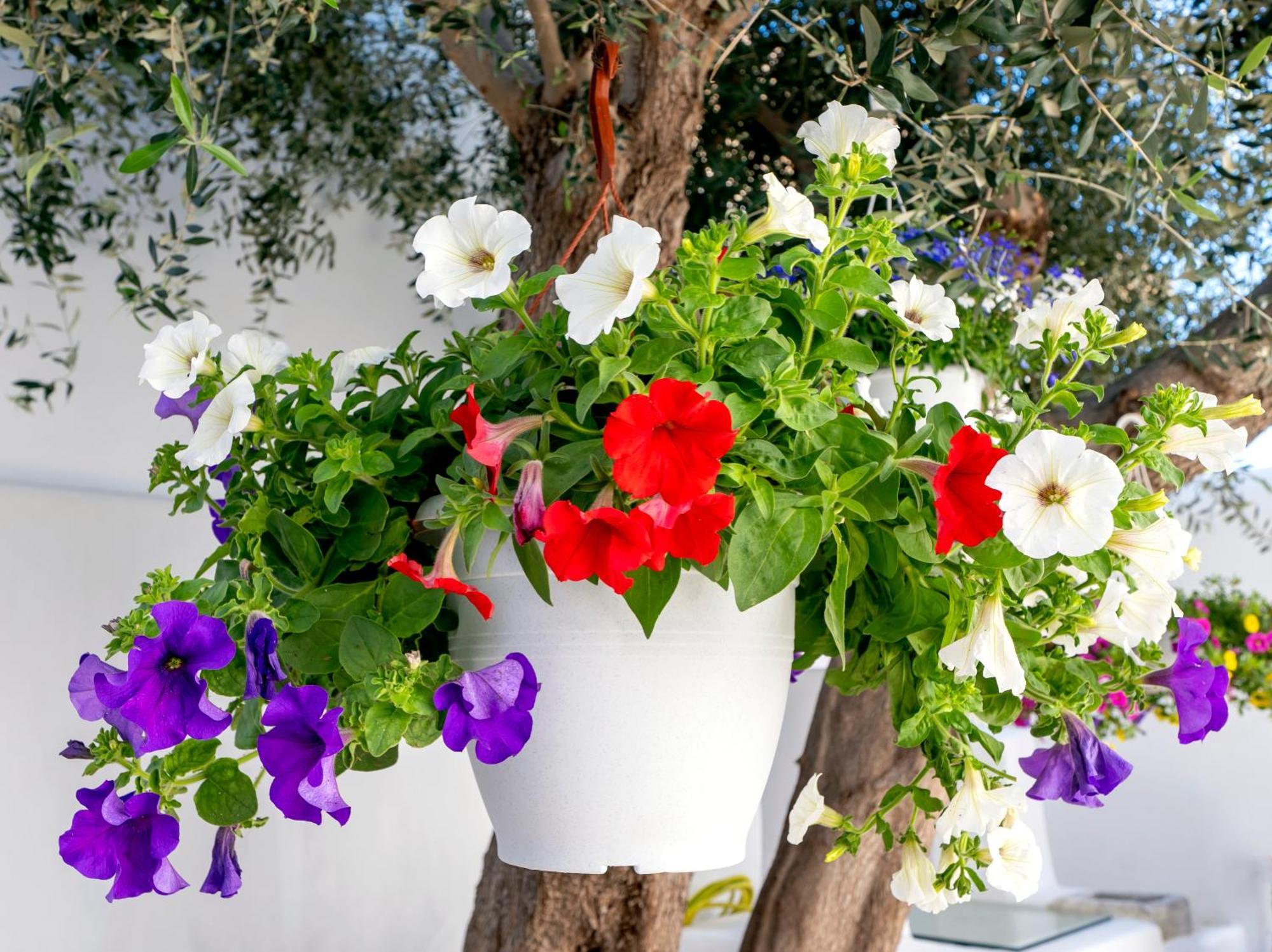 Villa Del Capo Suites Rhodes City 外观 照片